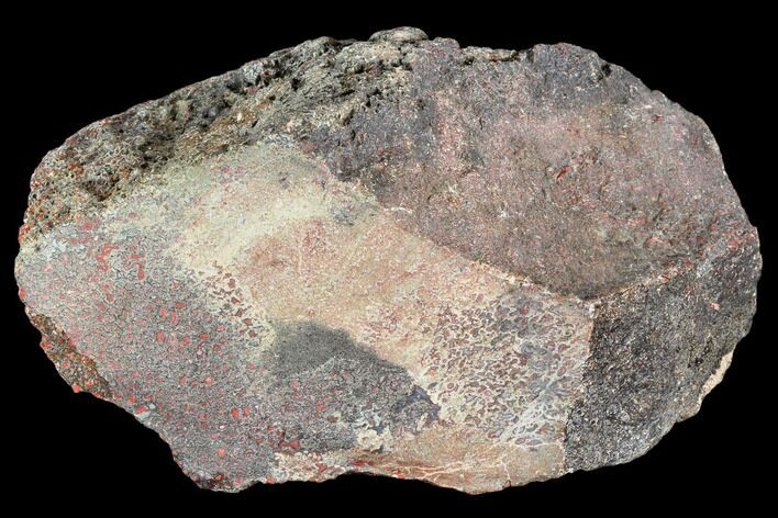 Polished Dinosaur Bone (Gembone) Section - Utah #106895